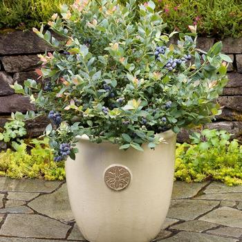 Vaccinium (Blueberry) - Bushel and Berry® 'Pink Icing®' Vaccinium (Blueberry) - Bushel and Berry® 'Pink Icing®'
