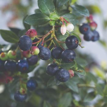 Vaccinium (Blueberry) - Bushel and Berry® 'Blueberry Buckle®'