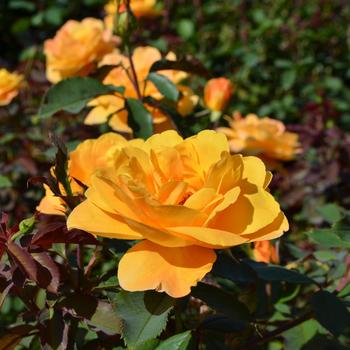 Rosa - 'Strike It Rich' Rose