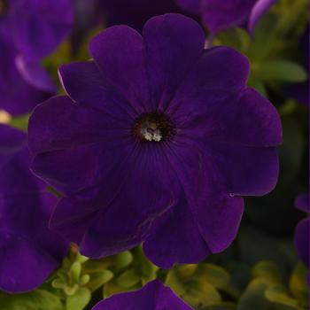 Petunia - Madness® 'Midnight' Petunia - Madness® 'Midnight'