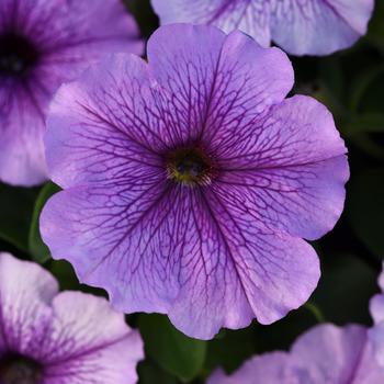 Petunia - Madness® 'Orchid' Petunia - Madness® 'Orchid'