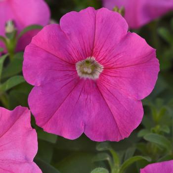 Petunia - Madness&reg; 'Pink'