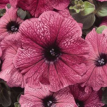 Petunia - Madness® 'Plum' Petunia - Madness® 'Plum'