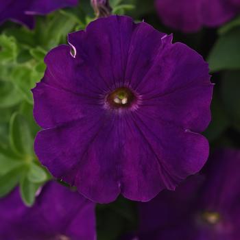 Petunia - Madness® 'Royal' Petunia - Madness® 'Royal'