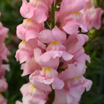 Antirrhinum majus (Snapdragon) - Rocket 'Pink' Antirrhinum majus (Snapdragon) - Rocket 'Pink'