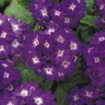 Verbena - Quartz 'Blue'
