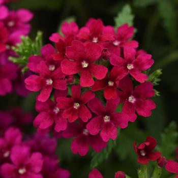 Verbena - Quartz XP 'Bordeaux'