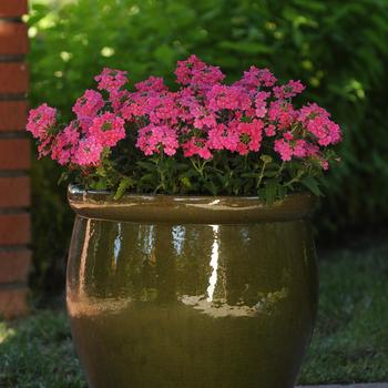 Verbena - Quartz XP 'Pink'