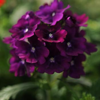 Verbena - Quartz XP 'Purple'