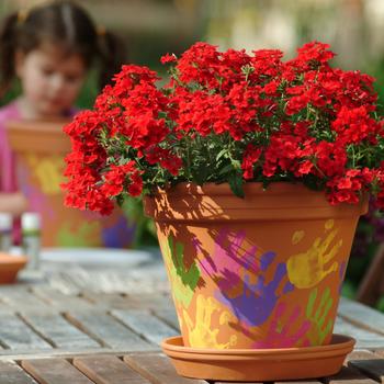 Verbena - Quartz XP 'Scarlet'