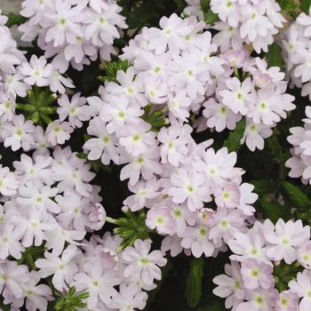 Verbena - Quartz XP 'Silver'