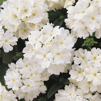 Verbena - Quartz XP 'White'