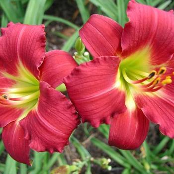 Hemerocallis 'Ruby Stella' (Daylily) - Ruby Stella Daylily