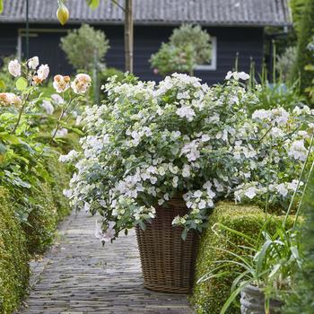 Hydrangea - 'Fairytrail Bride&trade;' Cascade Hydrangea