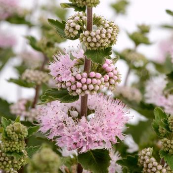Caryopteris incana (Bluebeard) - Pavilion&trade; 'Pink'
