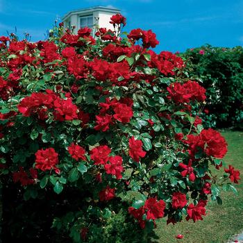 Rosa - 'Don Juan' Rose