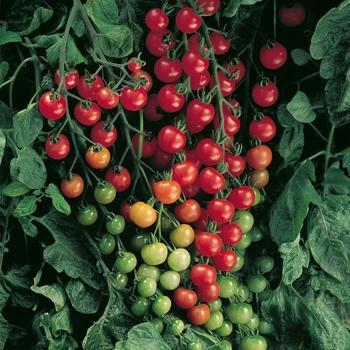 Lycopersicon esculentum - 'Supersweet 100' Tomato