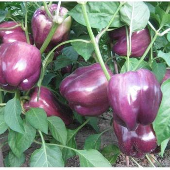 Capsicum annuum 'Purple Beauty' (Bell Pepper) - Purple Beauty Bell Pepper