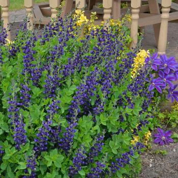 Baptisia 'Sparkling Sapphires' USPPAF (False Indigo) - Decadence® Sparkling Sapphires