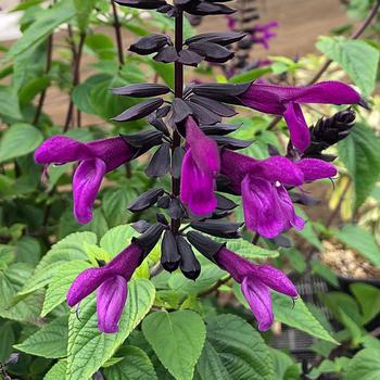 Salvia x guaranitica (Anise Sage) - Bodacious® 'Smokey Jazz'