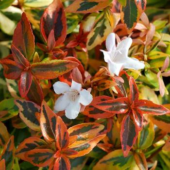 Abelia x grandiflora - 'Kaleidoscope' Glossy Abelia Abelia x grandiflora - 'Kaleidoscope' Glossy Abelia
