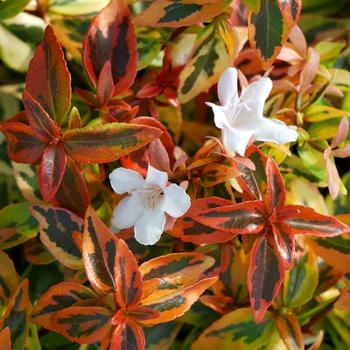 Abelia x grandiflora - 'Kaleidoscope' Glossy Abelia