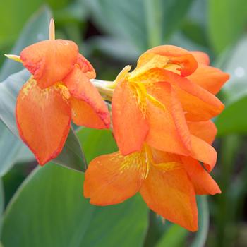 Canna x generalis - 'Orange Punch' Canna Lily