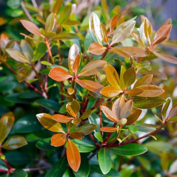 Ternstroemia gymnanthera - 'Bronze Beauty™' Cleyera