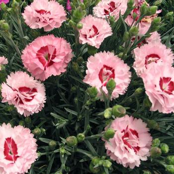 Dianthus (Pinks) - Scent First&reg; 'Raspberry Surprise'