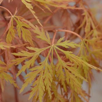 Acer palmatum var. dissectum - 'Orangeola' Japanese Maple