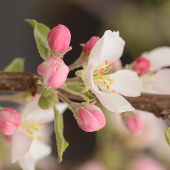 Malus domestica - 'Pink Lady®' Apple Malus domestica - 'Pink Lady®' Apple