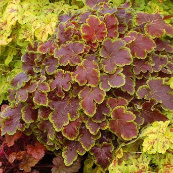 Heucherella - ''Solar Eclipse'' Foamy Bells