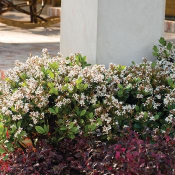 Rhaphiolepis indica - 'Spring Sonata™' Indian Hawthorne