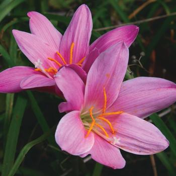 Zephyranthes - 'Pink Rain' Rain Lily Zephyranthes - 'Pink Rain' Rain Lily
