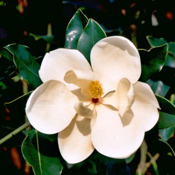 Magnolia grandiflora - 'Little Gem' Southern Magnolia