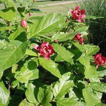 Calycanthus - 'Aphrodite' Sweetshrub Calycanthus - 'Aphrodite' Sweetshrub
