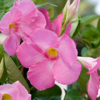 Mandevilla ''Sunmandecos'' (Mandevilla) - Sun Parasol® Giant Pink Mandevilla ''Sunmandecos'' (Mandevilla) - Sun Parasol® Giant Pink
