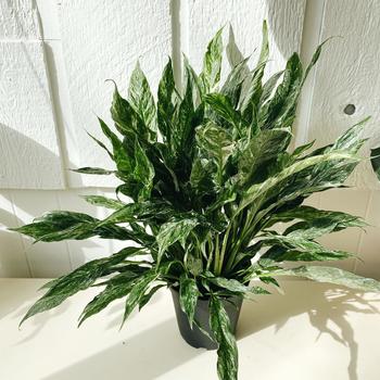 Spathiphyllum - 'Domino' Peace Lily Spathiphyllum - 'Domino' Peace Lily