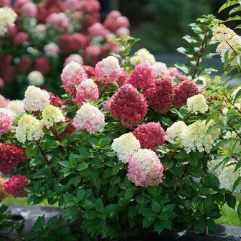 Hydrangea paniculata - 'Little Lime Punch™' Panicle Hydrangea Hydrangea paniculata - 'Little Lime Punch™' Panicle Hydrangea