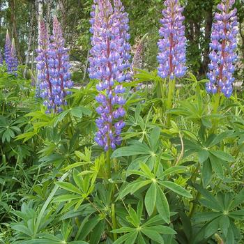 Lupinus polyphyllus 'Gallery Blue' (Lupine) - Gallery Blue Lupine