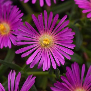 Delosperma (Ice Plant) - Ocean Sunset&trade; 'Violet'