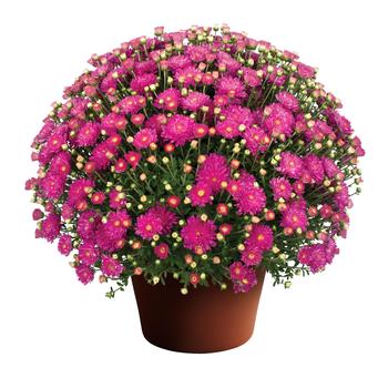 Chrysanthemum x morifolium ''Debbie™ Hot Pink'' (Garden Mum) - Debbie™ Hot Pink Garden Mum