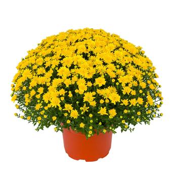 Chrysanthemum x morifolium ''Beverly™ Gold'' (Garden Mum) - Beverly™ Gold Garden Mum Chrysanthemum x morifolium ''Beverly™ Gold'' (Garden Mum) - Beverly™ Gold Garden Mum