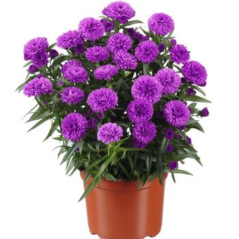 Aster novi-belgii - Showmakers&reg; Pretty Pink
