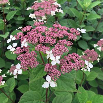 Hydrangea arborescens ssp radiata - Smooth Hydrangea