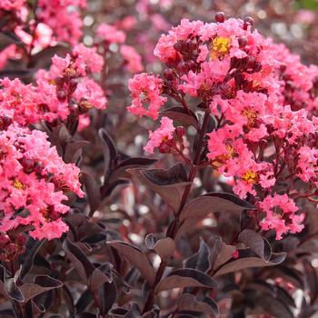Lagerstroemia indica (Crapemyrtle) - Center Stage® 'Coral'