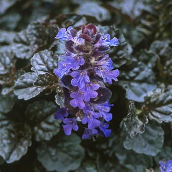 Ajuga reptans 'Black Scallop' PP15815 (Bugleweed) - Walberton's® Black Scallop