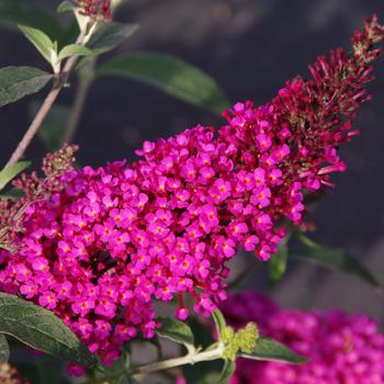 Buddleia davidii (Butterfly Bush) - Buzz&trade; 'Hot Raspberry'
