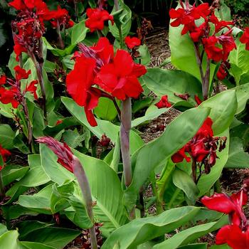 Canna - 'Fire Dragon' Canna Lily