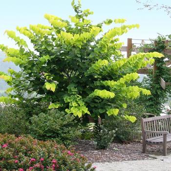 Cercis canadensis - 'Hearts of Gold' Redbud Cercis canadensis - 'Hearts of Gold' Redbud